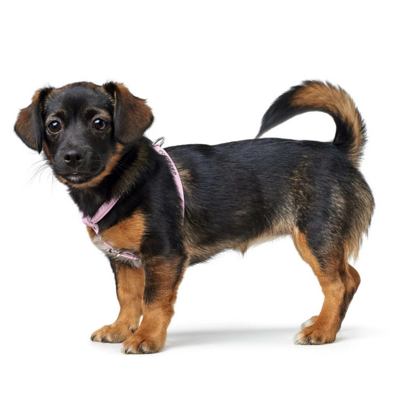 Hunter Pettorina Modern Art Round & Soft Petit Luxus Per Cani Rosa 4 Hunter Pettorina Modern Art Round & Soft Petit Luxus Per Cani Rosa - immagine 2