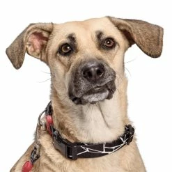 Morso Collare Broken Self Per Cani -Alimentazione negozio 5002 1