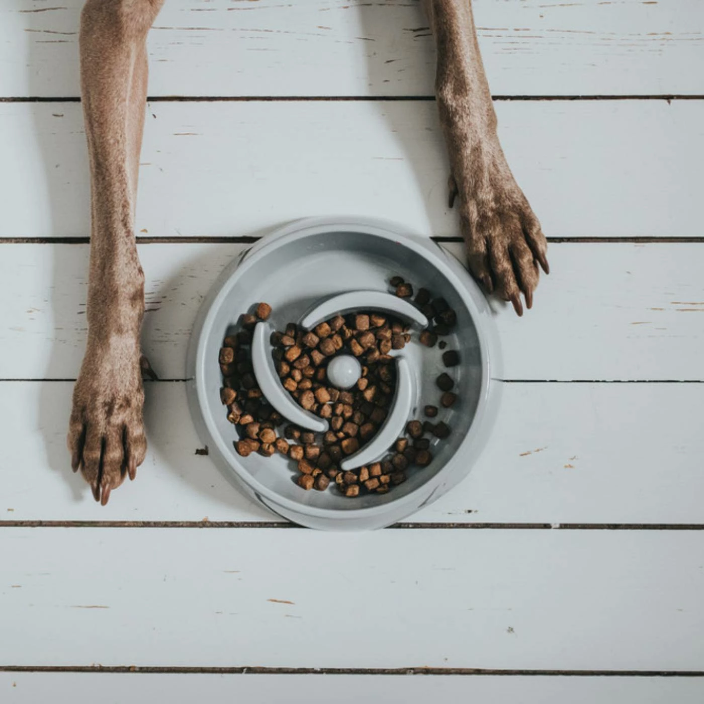 Hunter Ciotola Anti-Ingozzamento Atlanta In Melamina Grigia Per Cani 5 Hunter Ciotola Anti-Ingozzamento Atlanta In Melamina Grigia Per Cani - immagine 3