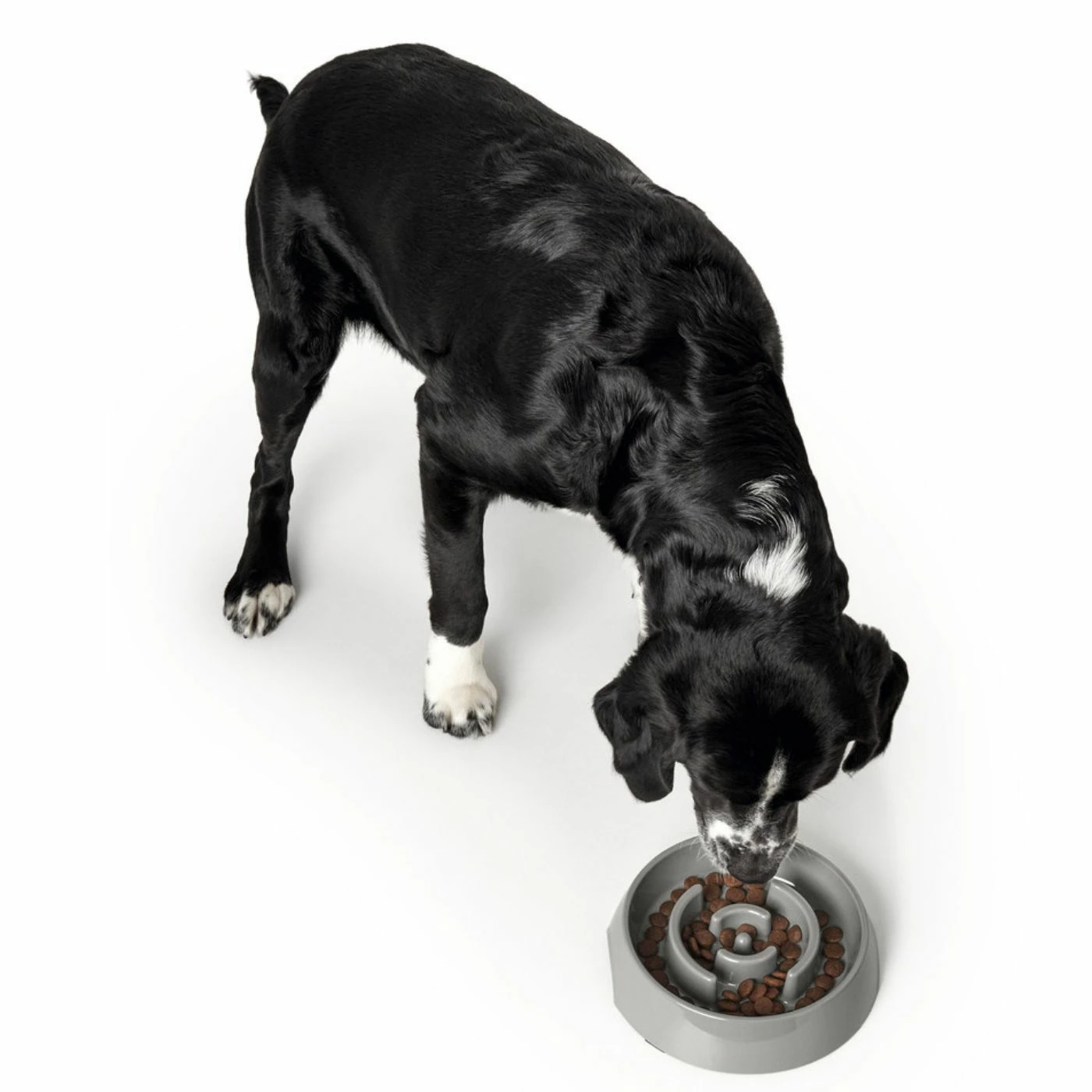 Hunter Ciotola Anti-Ingozzamento Atlanta In Melamina Grigia Per Cani 9 Hunter Ciotola Anti-Ingozzamento Atlanta In Melamina Grigia Per Cani - immagine 7