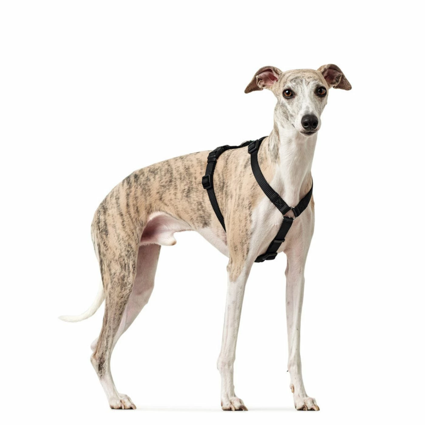 Hunter Pettorina Vario Rapid Antipanico In Nylon Per Cani Nero 4 Hunter Pettorina Vario Rapid Antipanico In Nylon Per Cani Nero - immagine 2