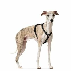 Hunter Pettorina Vario Rapid Antipanico In Nylon Per Cani Nero -Alimentazione negozio 6881