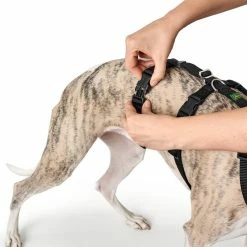 Hunter Pettorina Vario Rapid Antipanico In Nylon Per Cani Nero 15 Hunter Pettorina Vario Rapid Antipanico In Nylon Per Cani Nero -Alimentazione negozio 6884 2