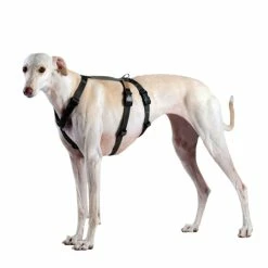 Haqihana Srl Haqihana Pettorina Doppia H Nero Antifuga