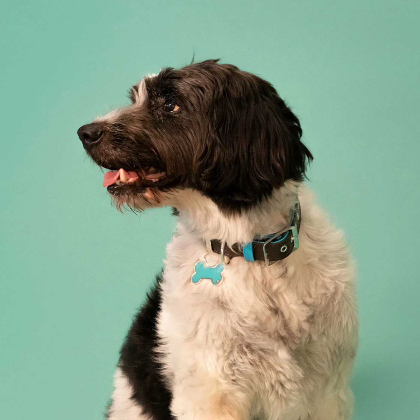 MyFamily Collare Hermitage In Pelle Testa Di Moro E Turchese Per Cani 6 MyFamily Collare Hermitage In Pelle Testa Di Moro E Turchese Per Cani - immagine 4