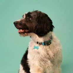 MyFamily Collare Hermitage In Pelle Testa Di Moro E Turchese Per Cani -Alimentazione negozio 8832