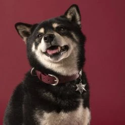 MyFamily Collare Monza In Pelle Rosso Per Cani -Alimentazione negozio 8839