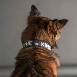 MyFamily Collare Royal Ricamo The King In Similpelle Grigio E Nero -Alimentazione negozio 8848 2