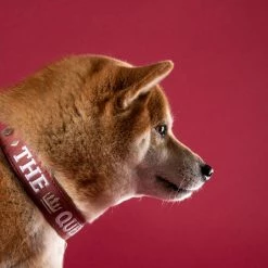 MyFamily Collare Royal Ricamo The Queen In Similpelle Crema E Bordeaux -Alimentazione negozio 8853