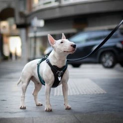 MyFamily Pettorina H Hermitage In Pelle Turchese E Marrone -Alimentazione negozio 8859