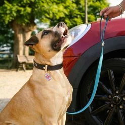 MyFamily Guinzaglio Hermitage In Pelle Testa Di Moro E Turchese 2,2x110cm -Alimentazione negozio 8866