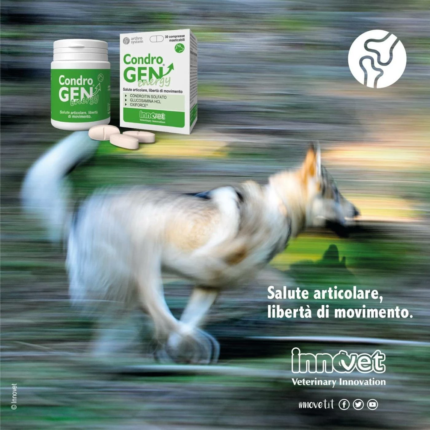 Innovet Condrogen® Energy Integratore Per Cani 10 Innovet Condrogen® Energy Integratore Per Cani - immagine 8