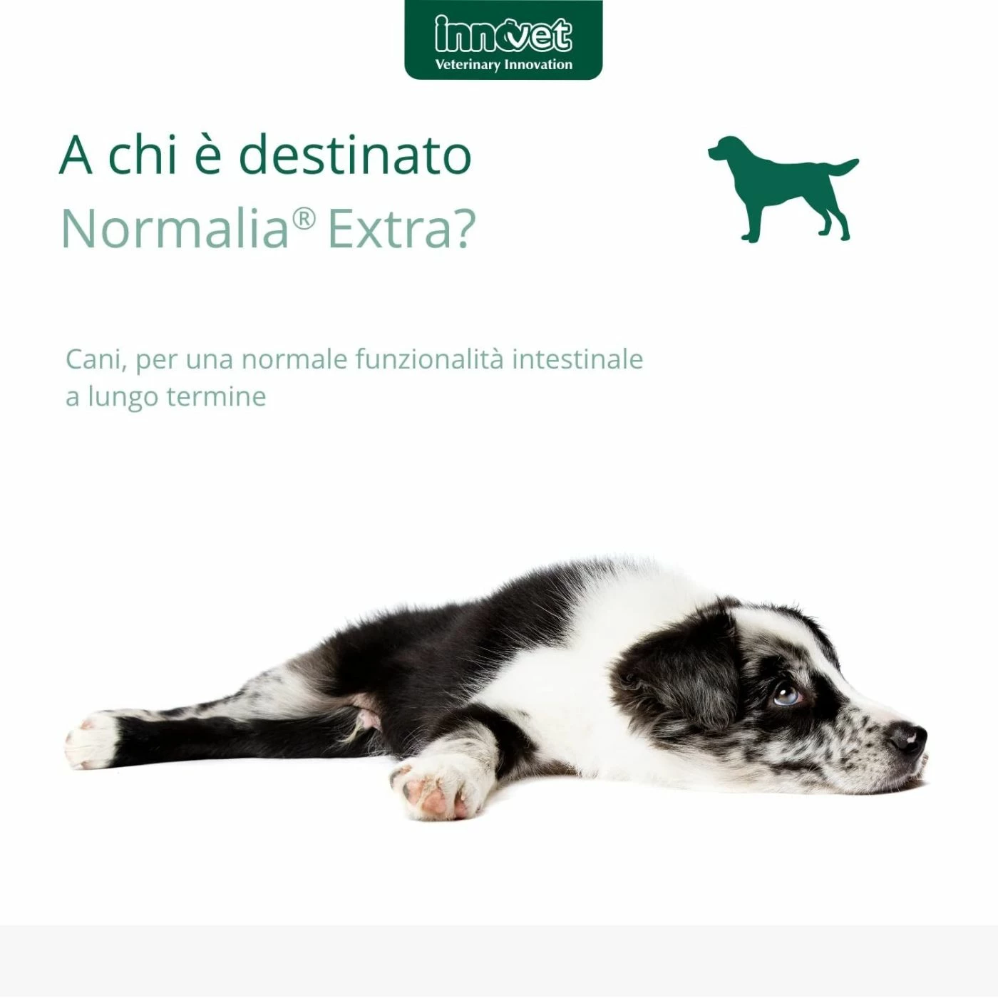 Innovet Normalia® Extra Stick Per Cani 8 Innovet Normalia® Extra Stick Per Cani - immagine 6