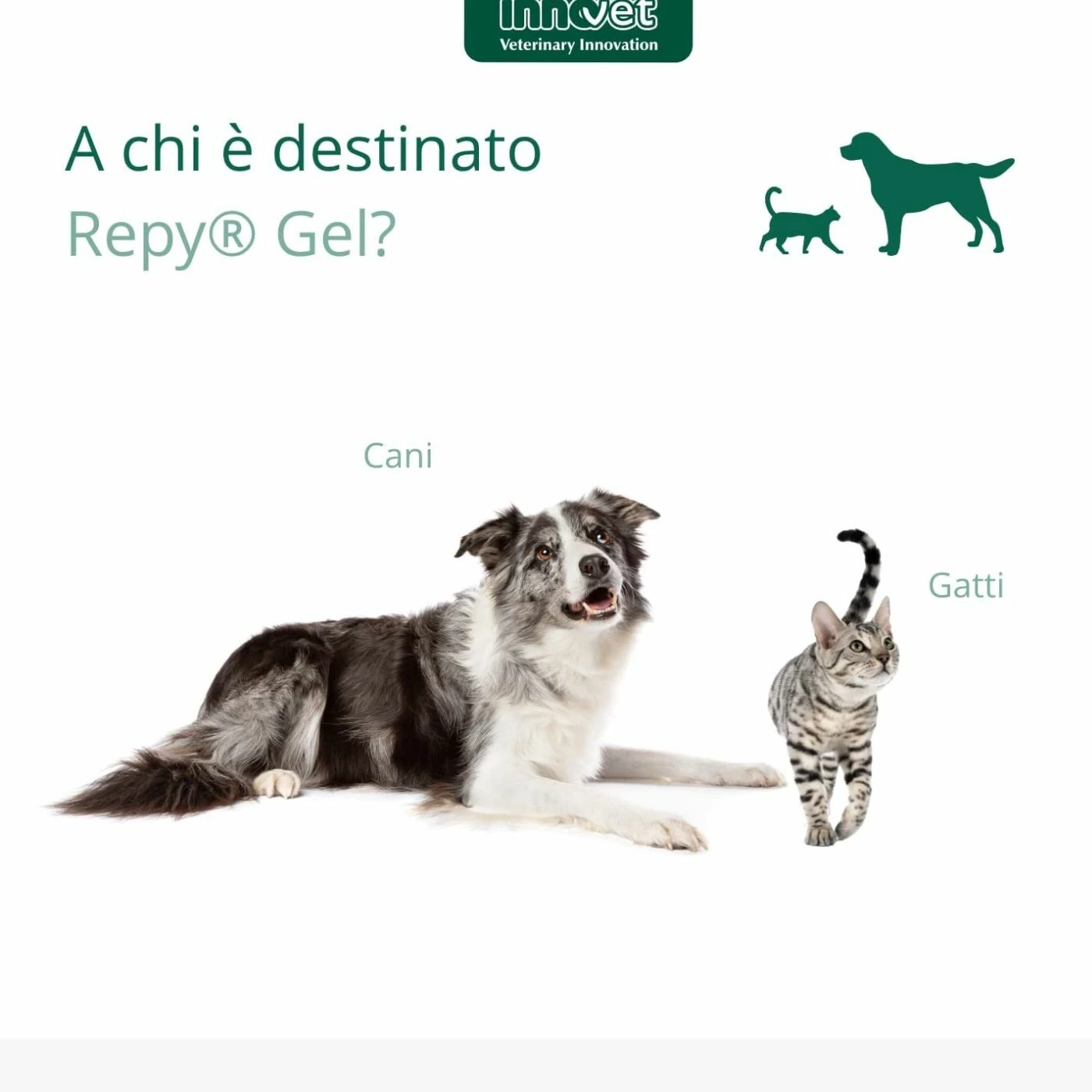 Innovet Repy® Gel 75 Ml Per Cani E Gatti 6 Innovet Repy® Gel 75 Ml Per Cani E Gatti - immagine 4