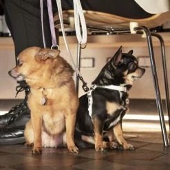 MyFamily Pettorina Saint Tropez In Similpelle Bianco Per Cani 9 MyFamily Pettorina Saint Tropez In Similpelle Bianco Per Cani -Alimentazione negozio 9284 2