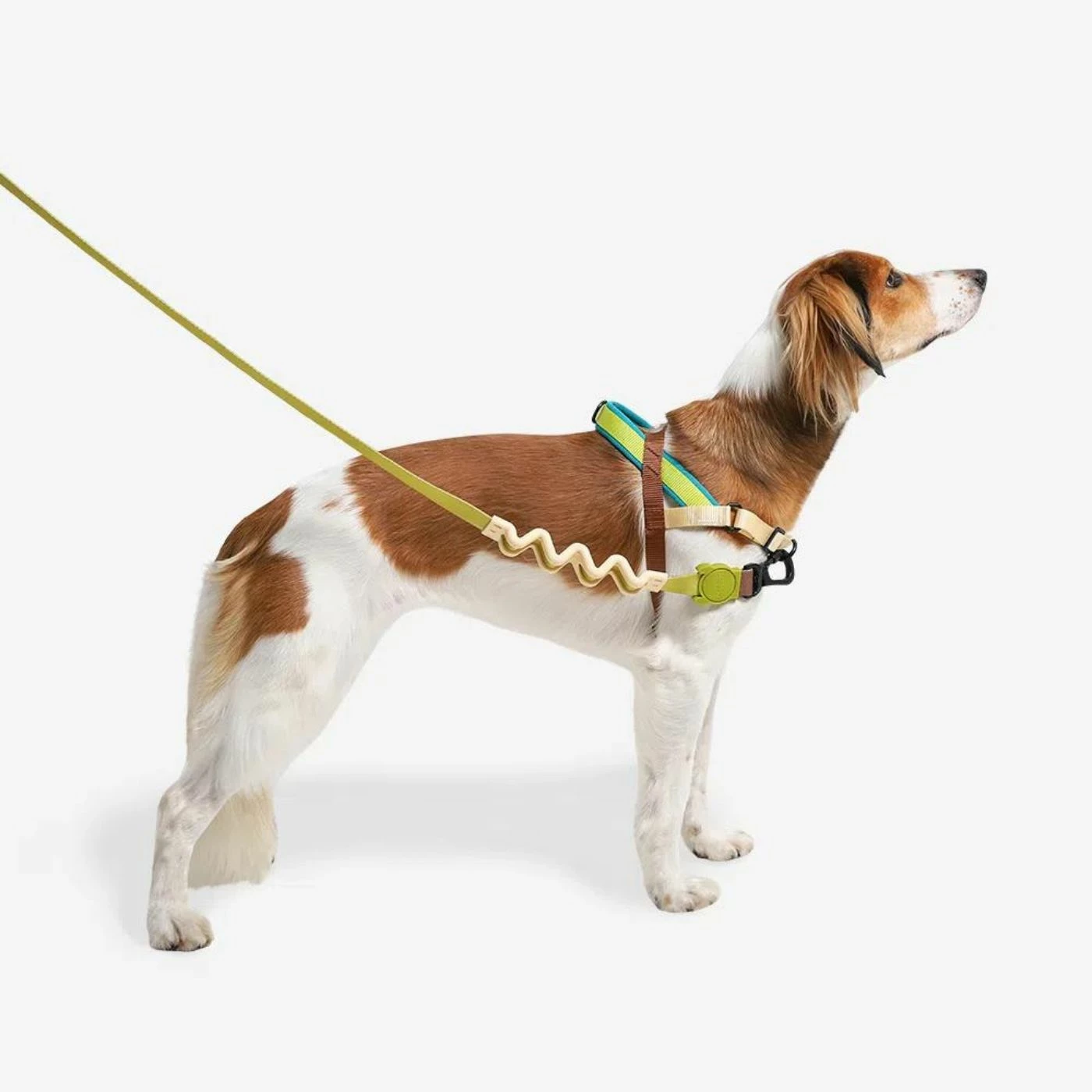 Zee.Dog Pettorina Norvegese Softer-Walk Avocado Per Cani 8 Zee.Dog Pettorina Norvegese Softer-Walk Avocado Per Cani - immagine 6